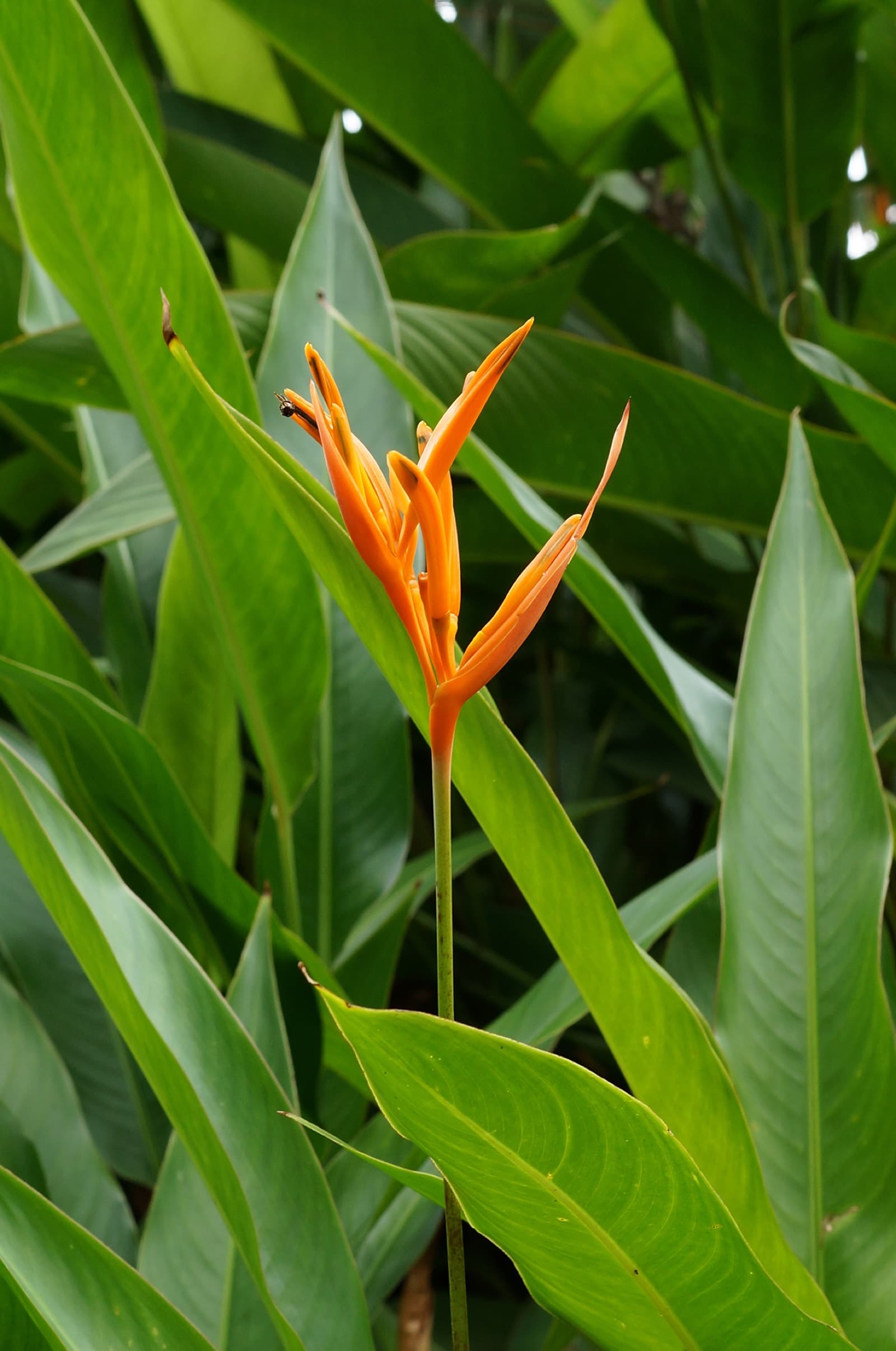 Waxy red and yellow lobster-claw heliconia flower heads above broad tropical leaves in a Brisbane garden