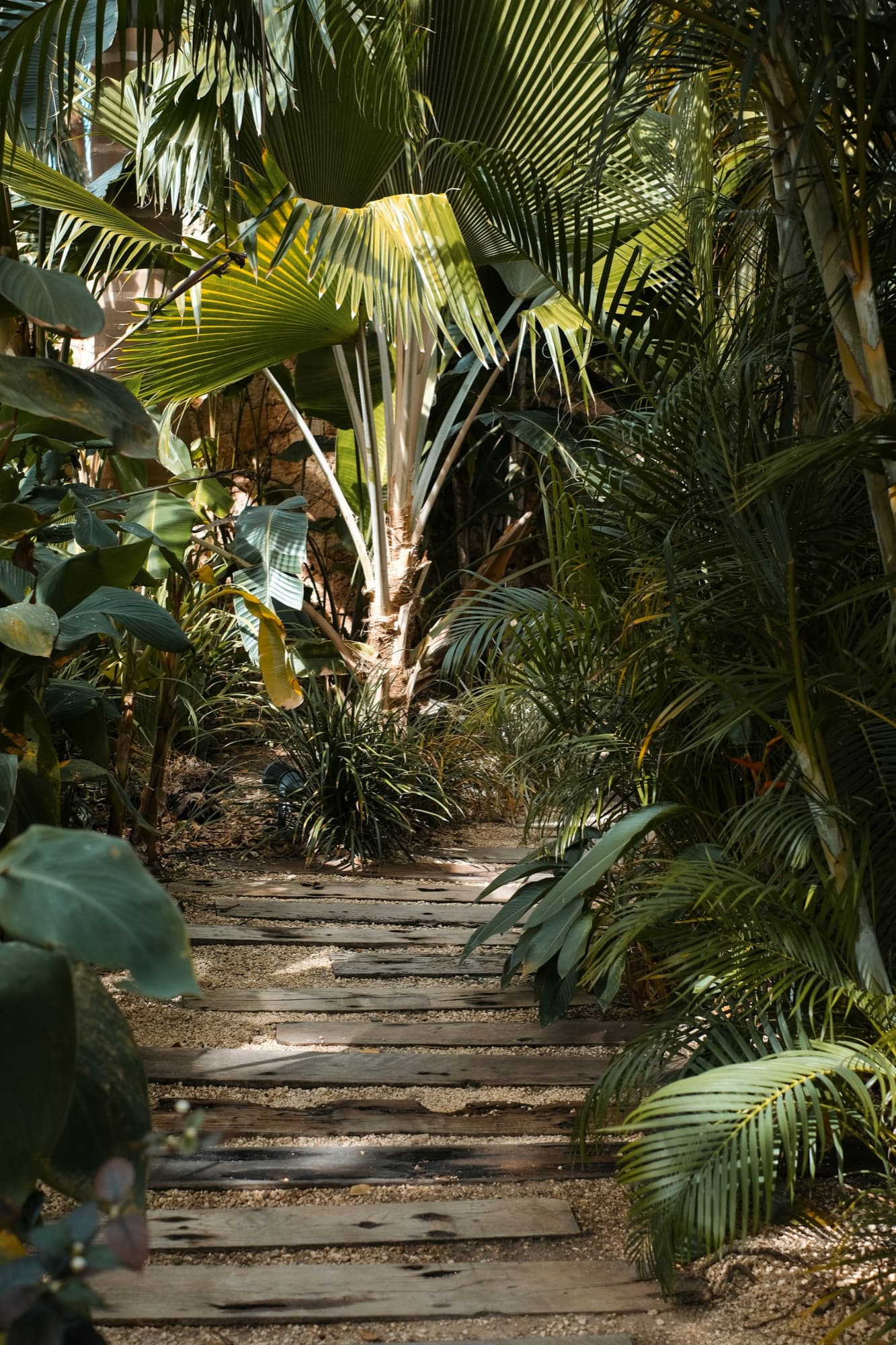 Subtropical garden path with layered planting and timber steps, Brisbane