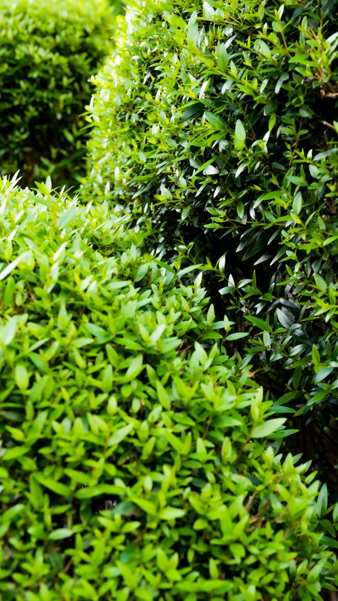 Clipped hedging and layered subtropical planting