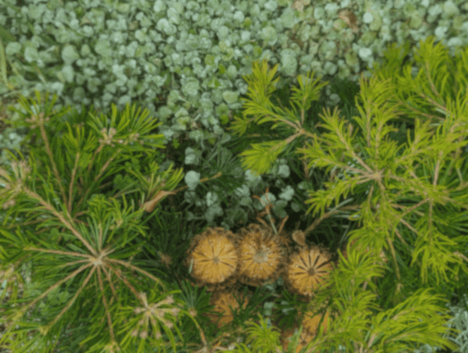 Layered Australian native planting detail in a Brisbane garden