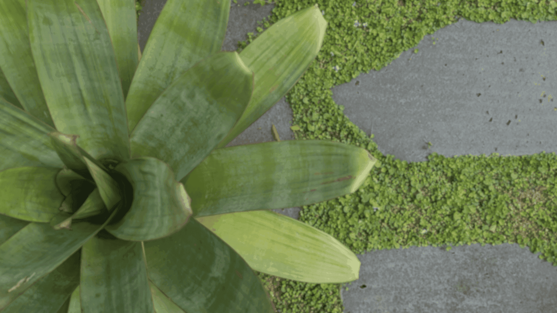 Bromeliad and paving detail in a compact designed garden