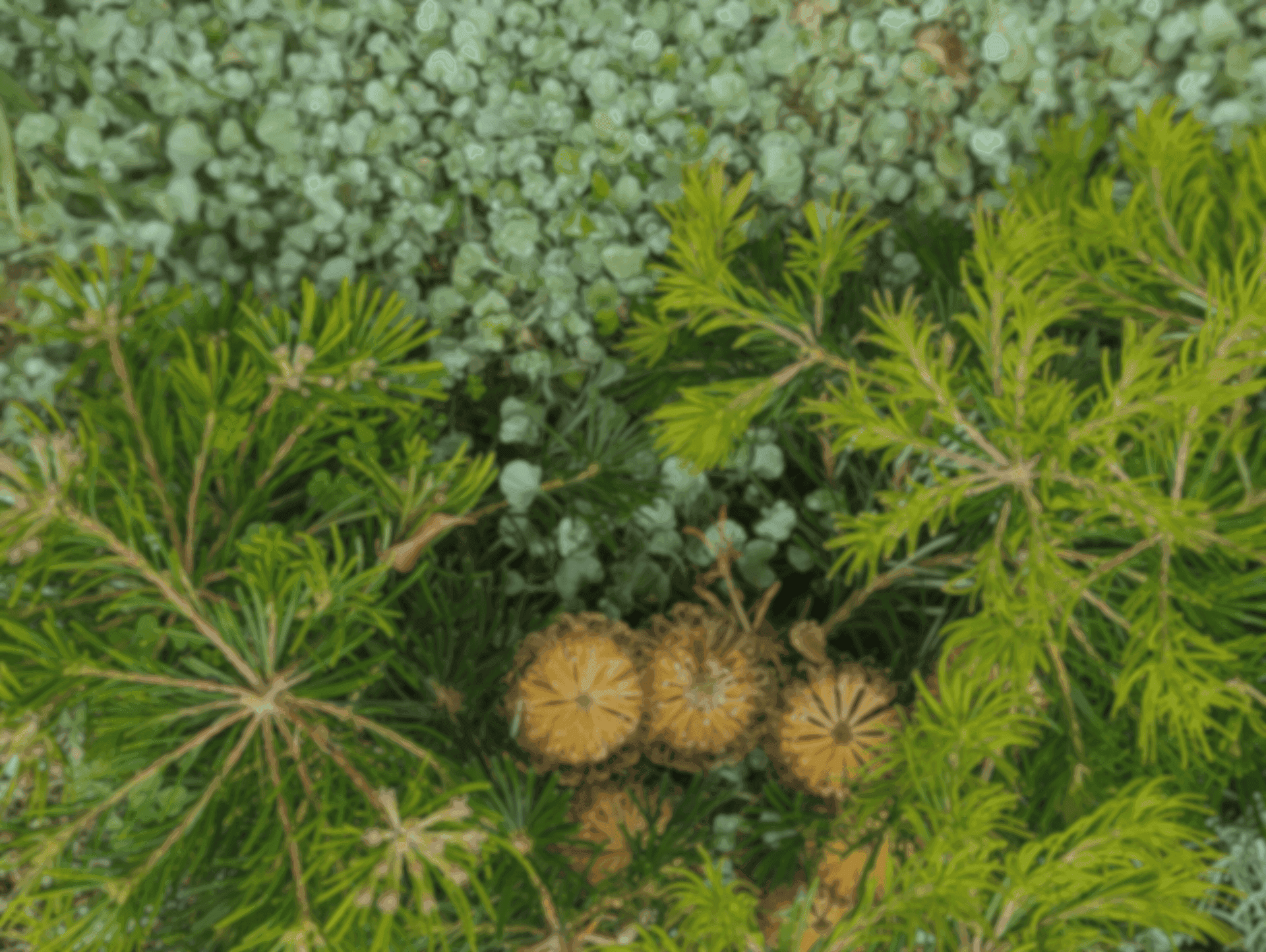 Silver-foliage groundcover, banksia cones and fine native foliage layered in a Brisbane native garden
