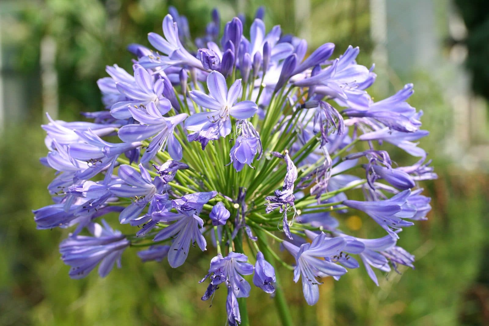 Blue agapanthus flower globes on tall stems above strappy green foliage in a Brisbane summer garden
