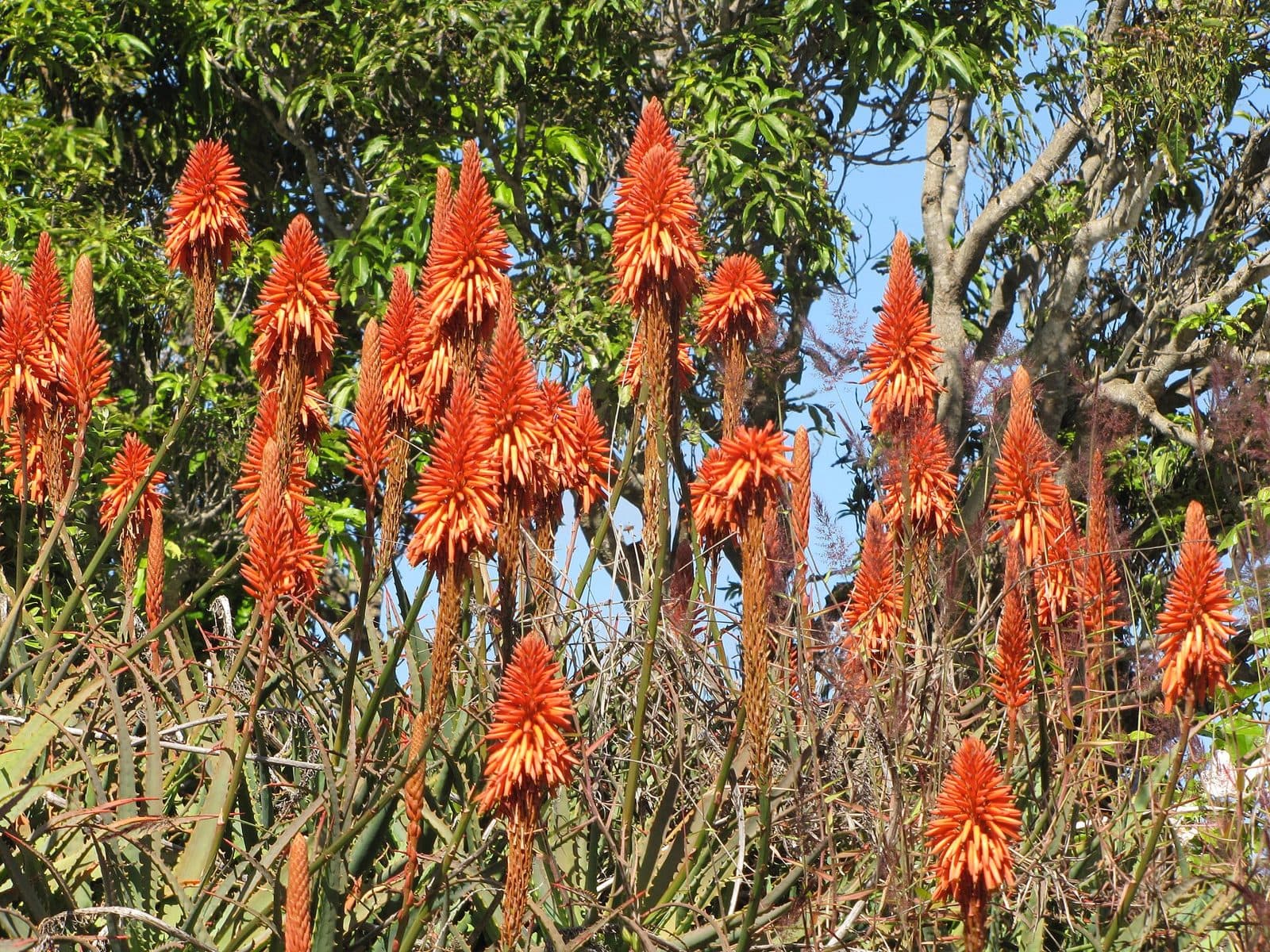 Orange-red winter flower spikes rising above fleshy grey-green aloe rosettes in a Brisbane garden