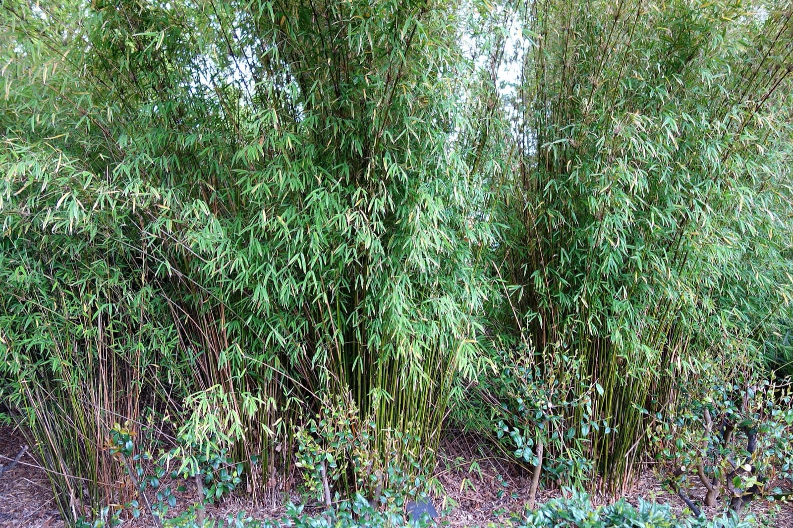 Tall slender canes and fine green foliage of clumping gracilis bamboo screening a Brisbane boundary