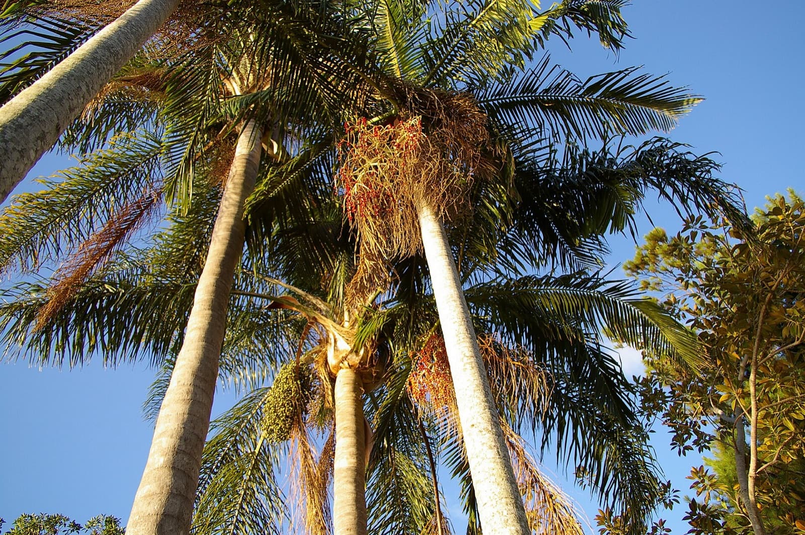 Tall bangalow palm with arching feather fronds and a slim green crownshaft in a Brisbane rainforest garden