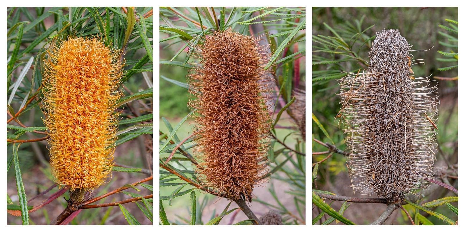 Cylindrical banksia flower spike and serrated leaves in a Brisbane native garden