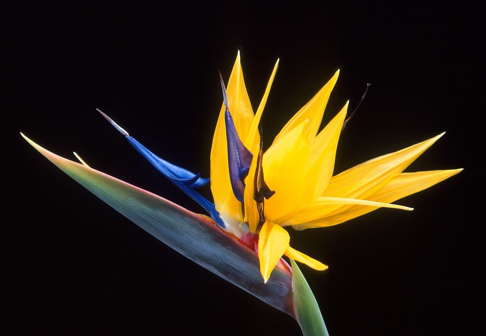 Crane-shaped orange and blue bird of paradise flower above broad paddle leaves in a Brisbane garden