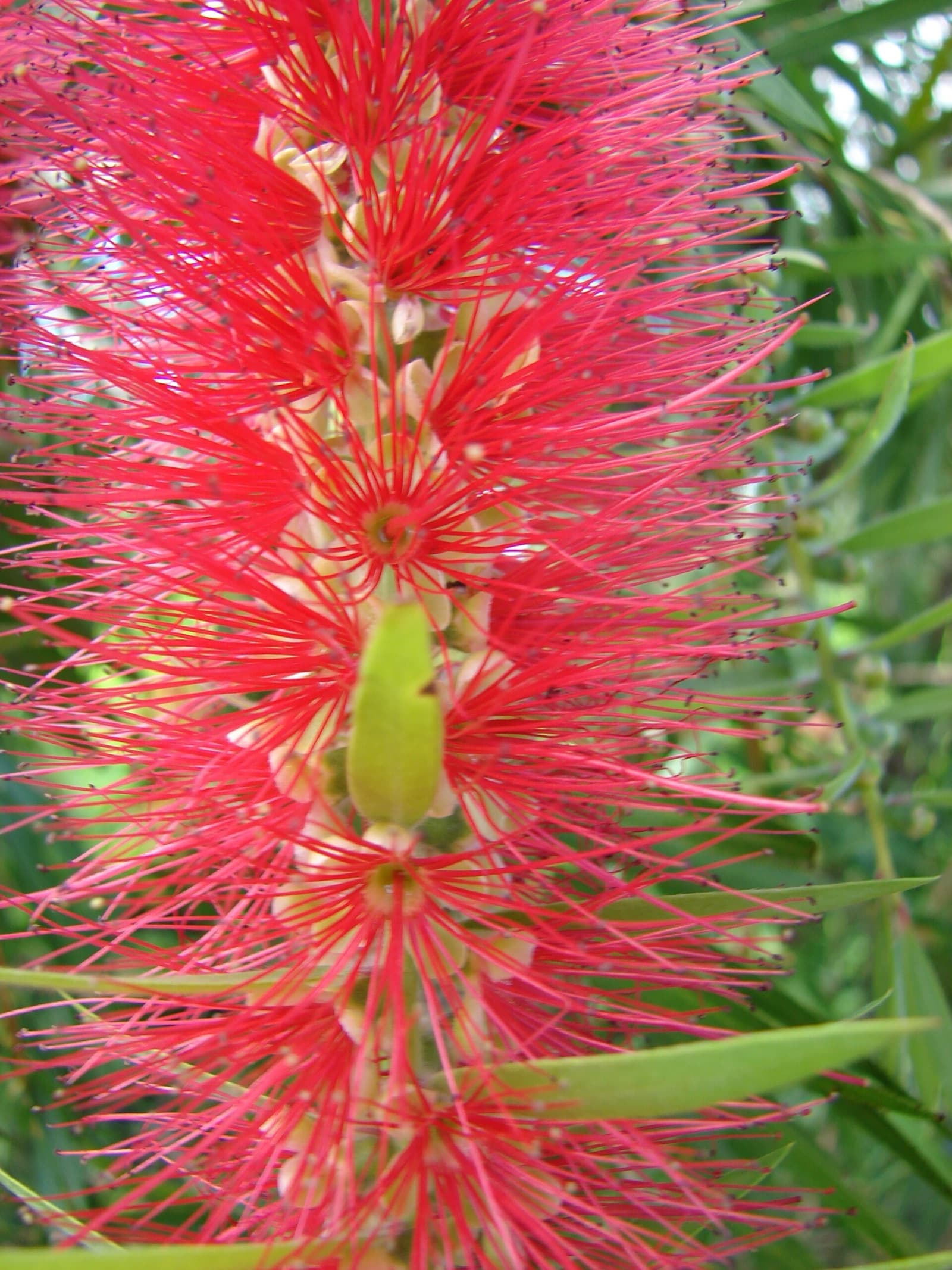 Bright red bottlebrush flower spikes among narrow green leaves in a Brisbane native garden