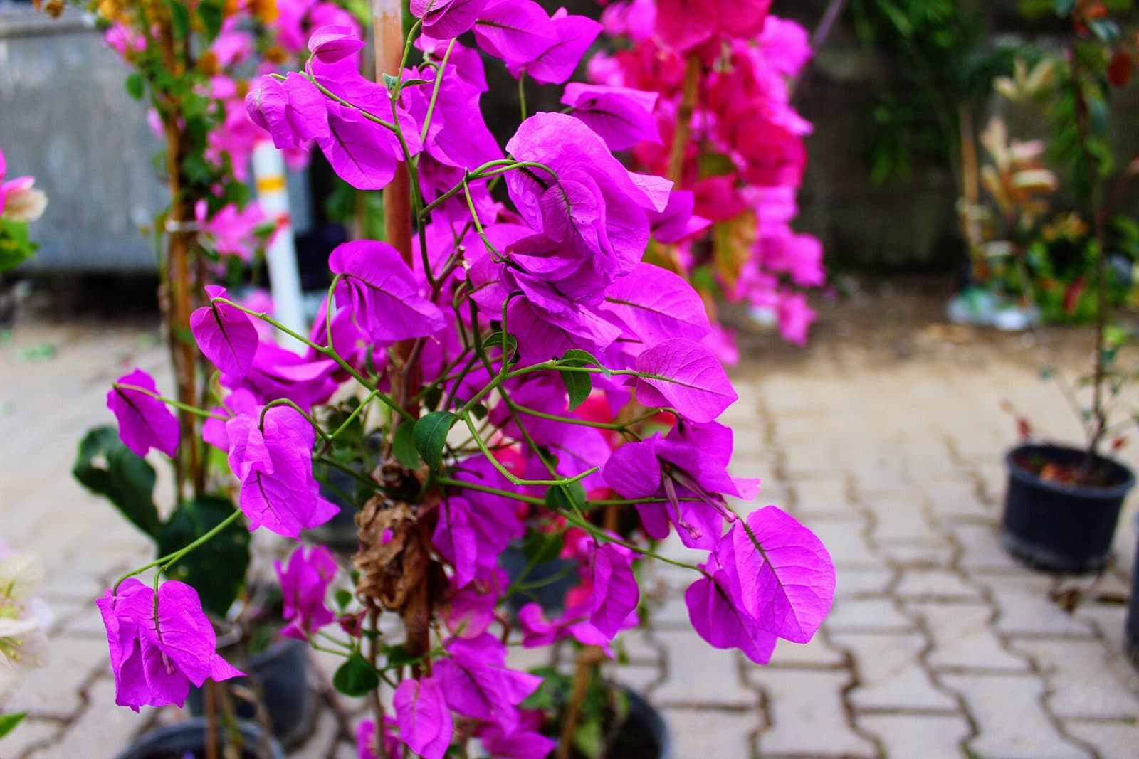 Cascade of vivid magenta bougainvillea bracts over a sunny wall in a Brisbane garden
