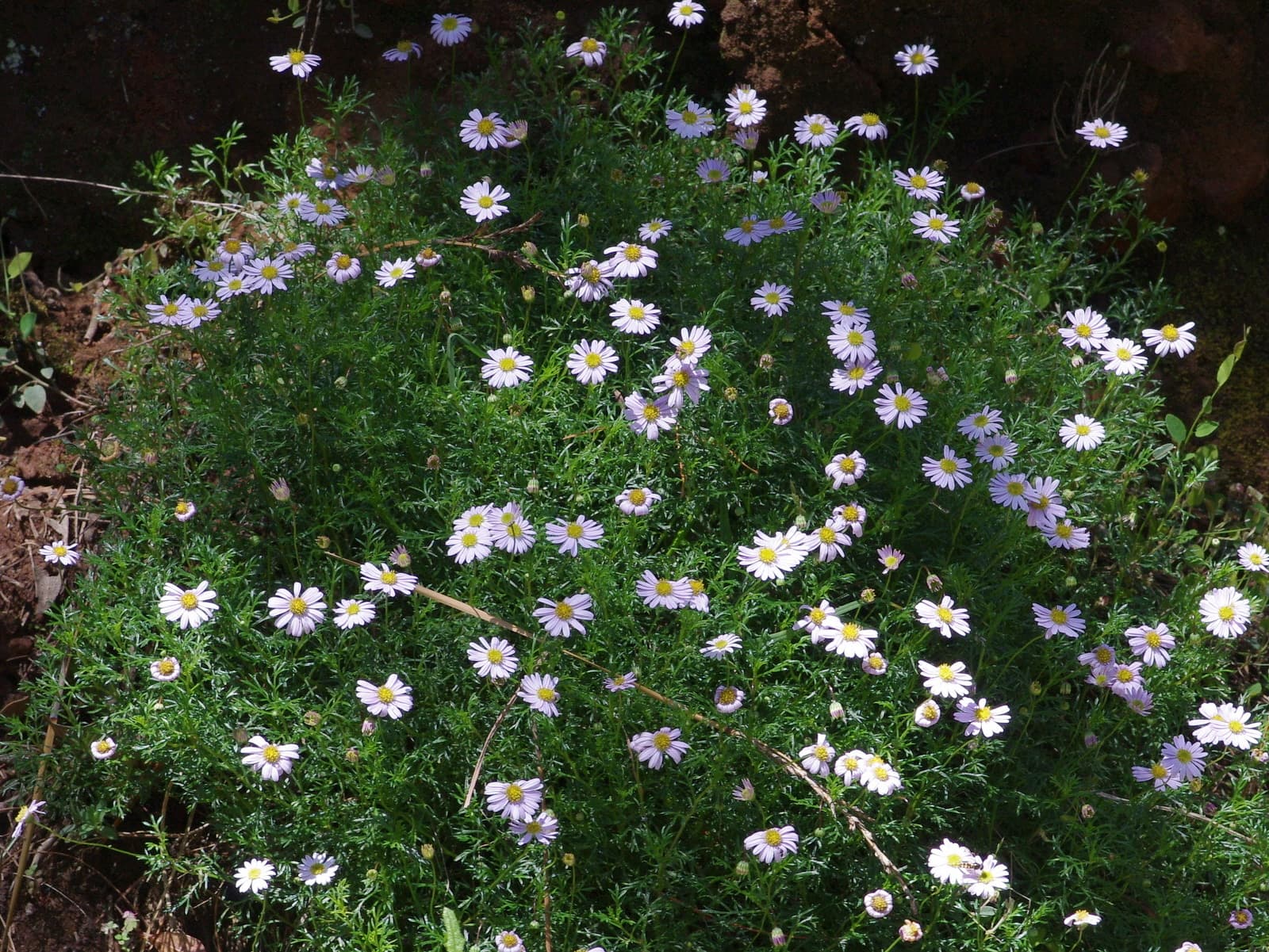 Mauve-blue native daisy flowers scattered over a soft mat of ferny foliage in a Brisbane garden