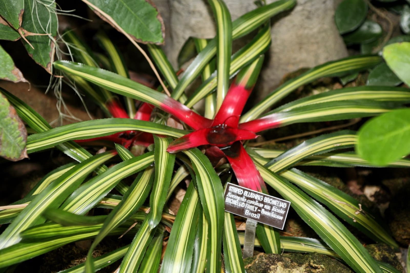 Colourful bromeliad rosette with a flushed centre nestled in dry shade in a Brisbane garden