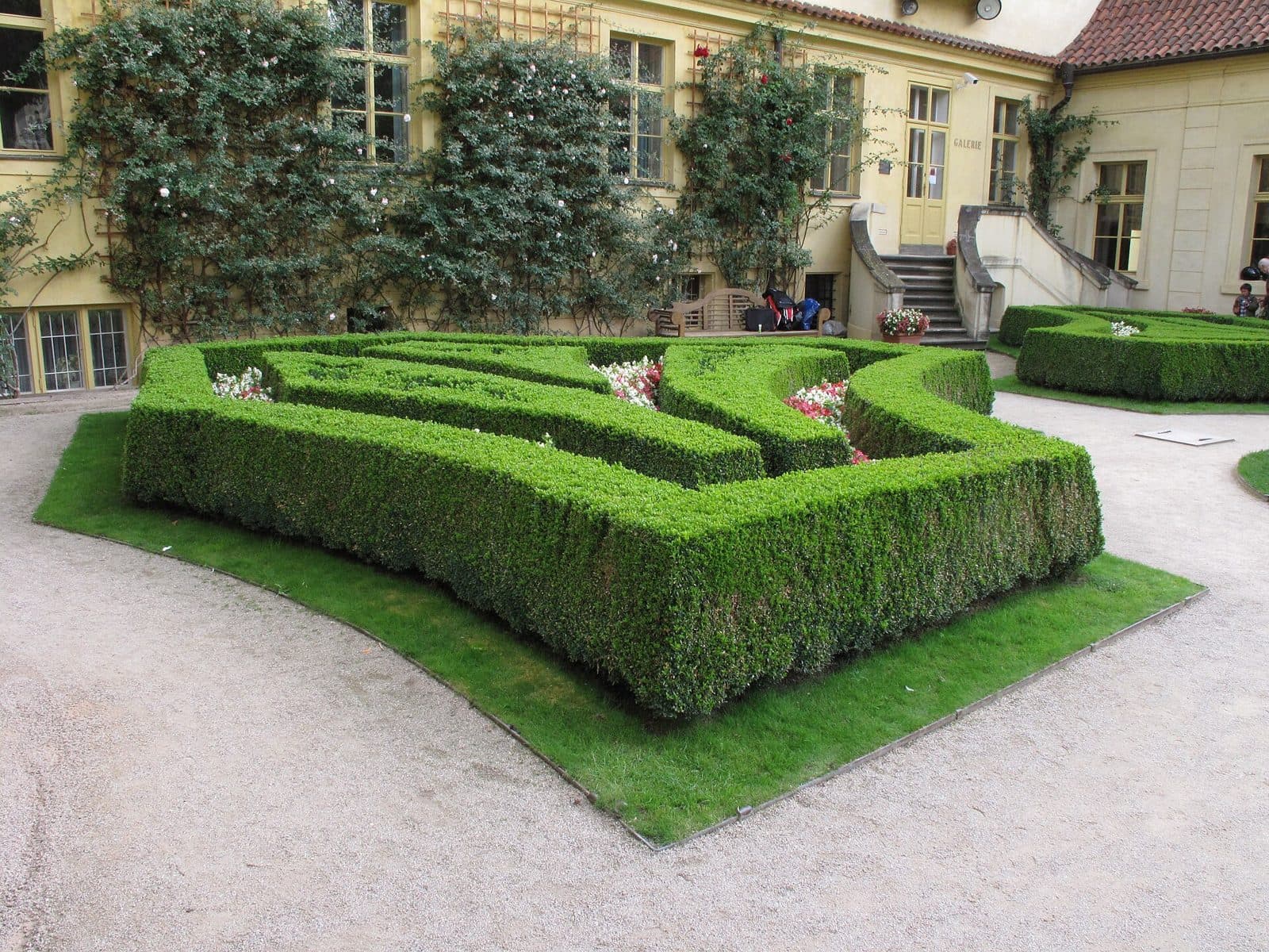 Clipped low box hedge forming a crisp green border in a formal Brisbane garden