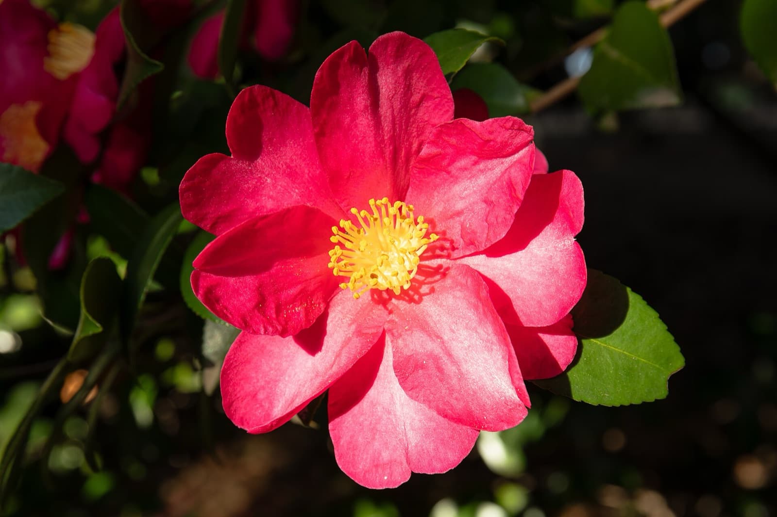 Sasanqua camellia flowers against glossy dark-green foliage in an autumn Brisbane garden