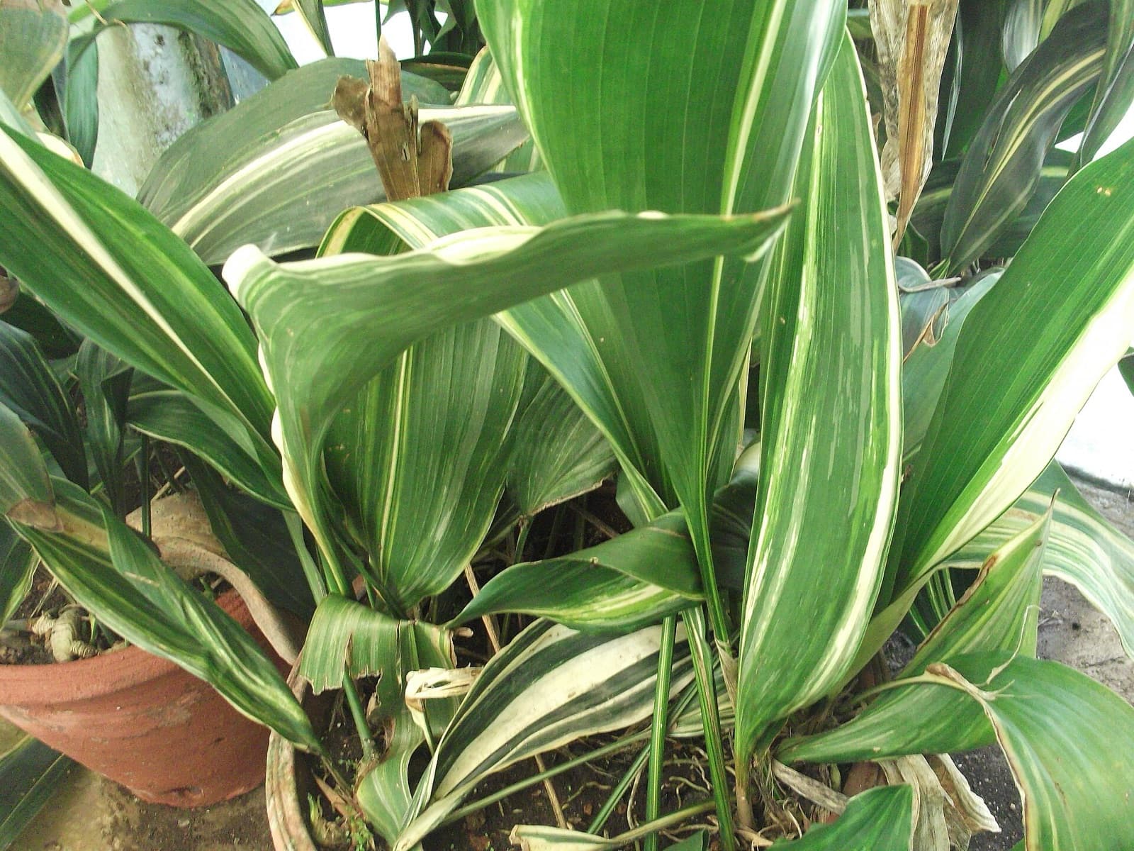 Upright broad glossy dark-green cast iron plant leaves filling a shady dry corner of a Brisbane garden