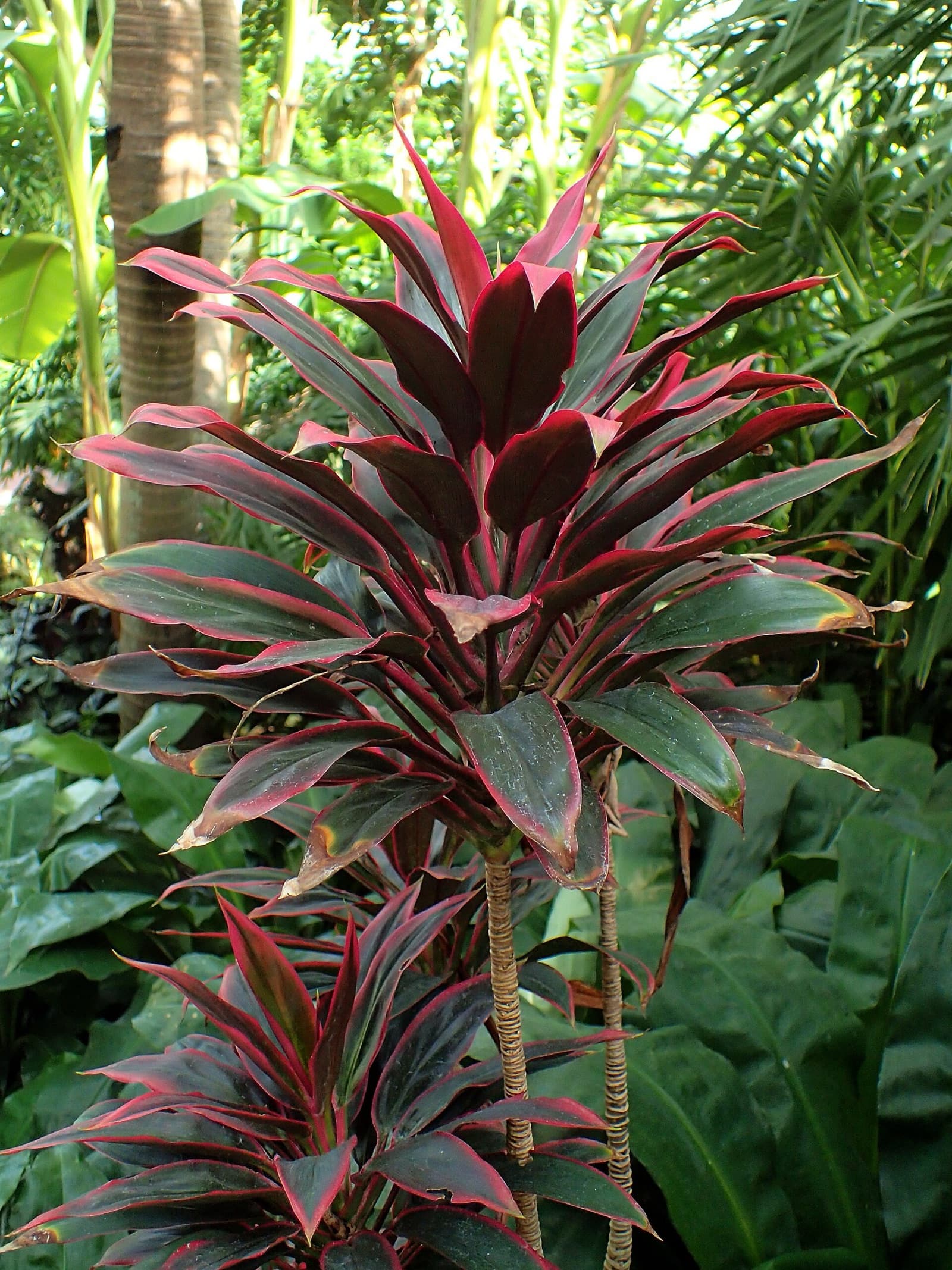Upright cordyline with strappy burgundy, pink and cream leaves bringing colour to a Brisbane garden bed