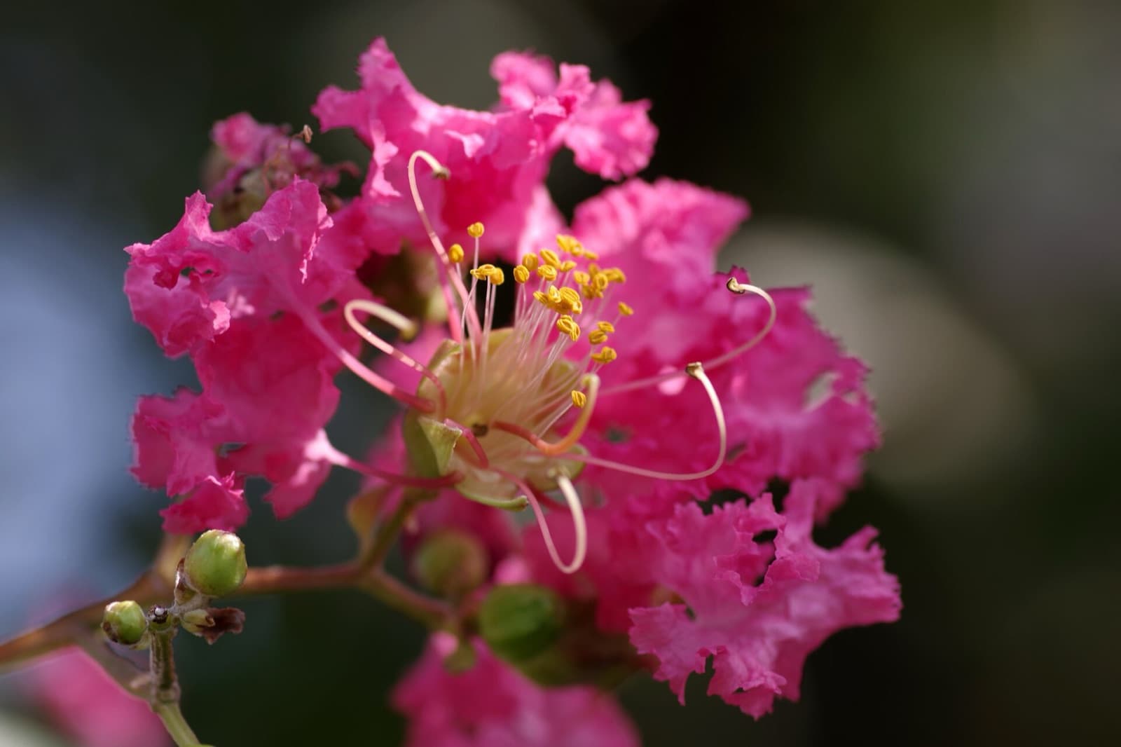 Crepe myrtle in full summer bloom with crinkled crepe-textured flower clusters in a Brisbane garden