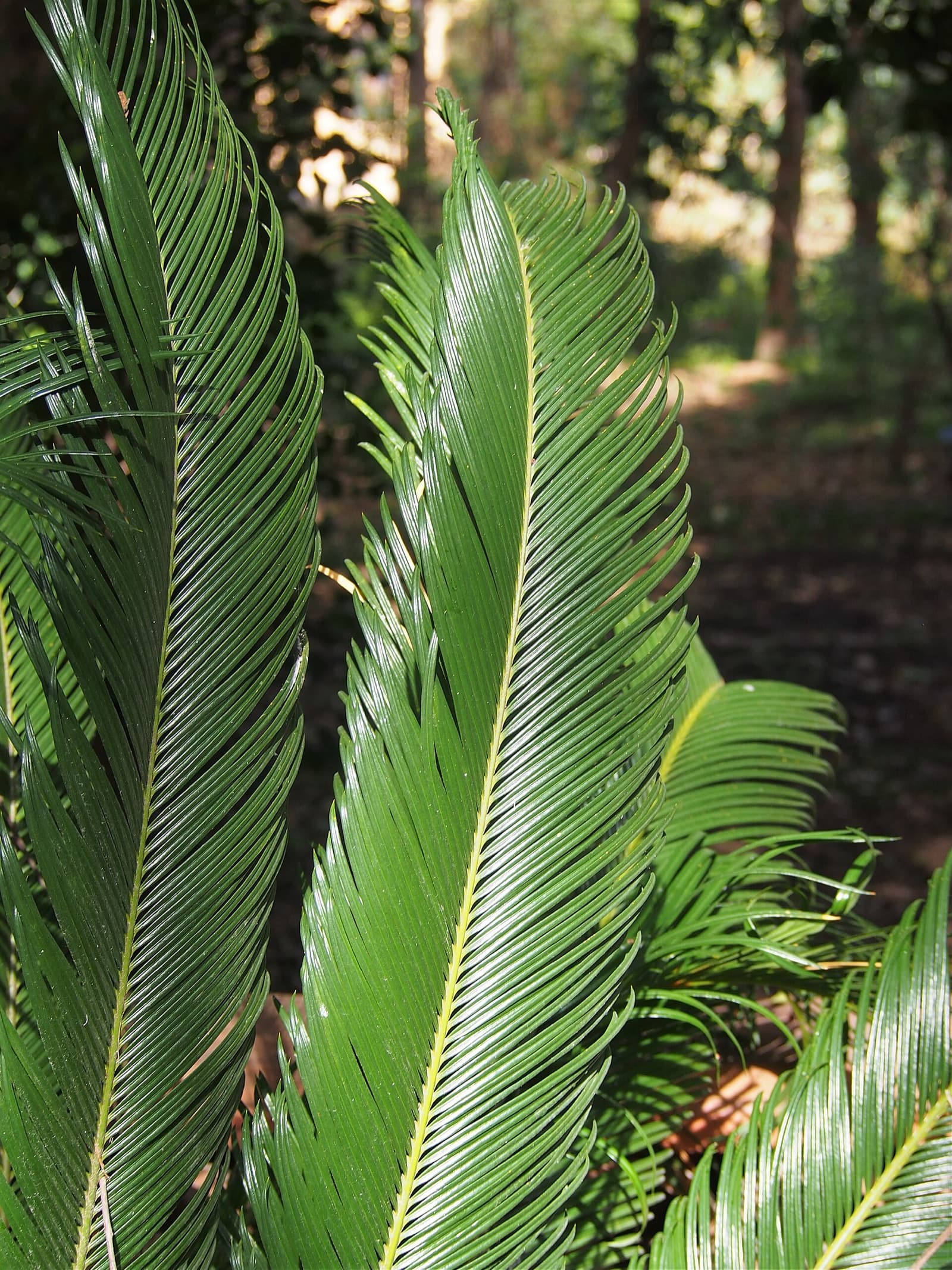 Symmetrical rosette of stiff dark-green cycad fronds radiating from a stout trunk in a Brisbane garden