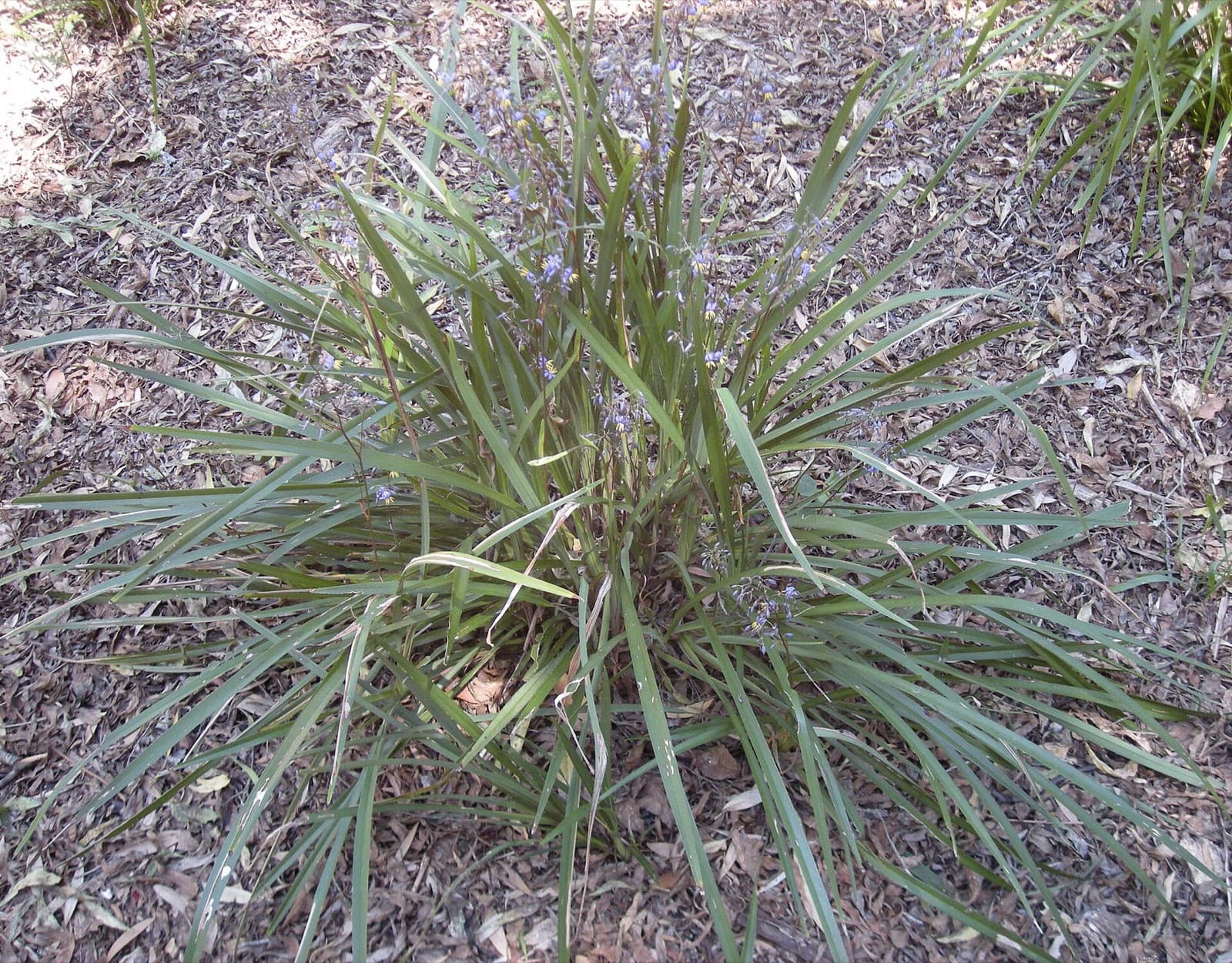 Strappy blue-green flax lily foliage with small blue star flowers and violet berries in a Brisbane garden