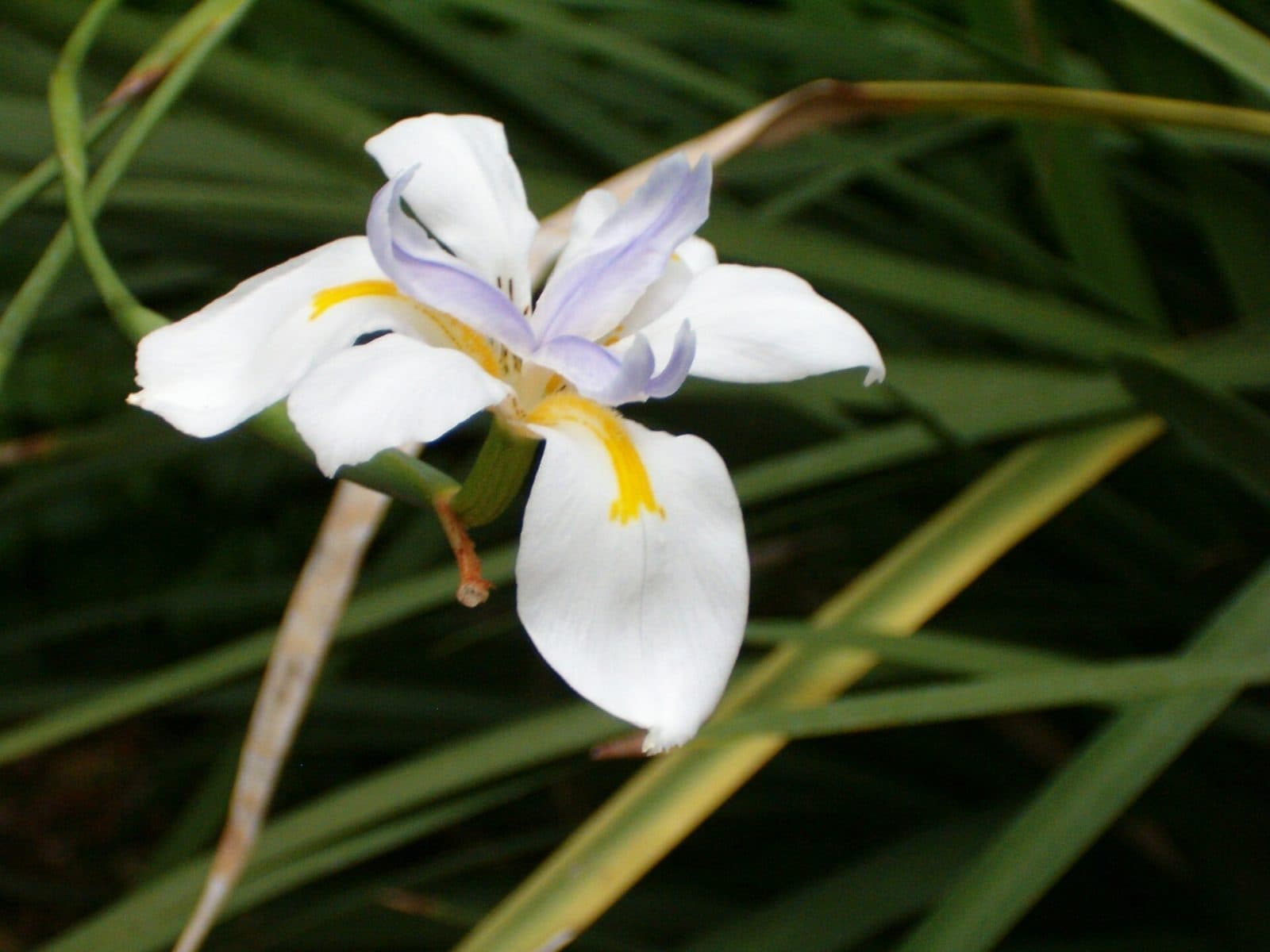 White iris-like fortnight lily flowers above upright strappy foliage in a Brisbane garden