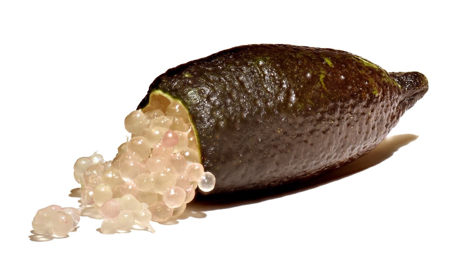 Finger-shaped native lime fruit among small leaves and thorns on a finger lime shrub in a Brisbane garden