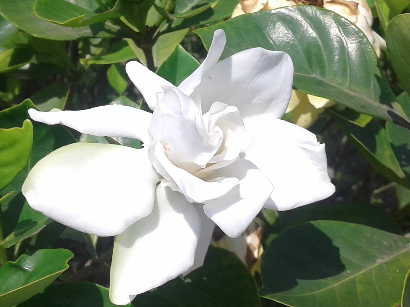 Creamy white scented gardenia flower against glossy dark-green foliage in a Brisbane summer garden