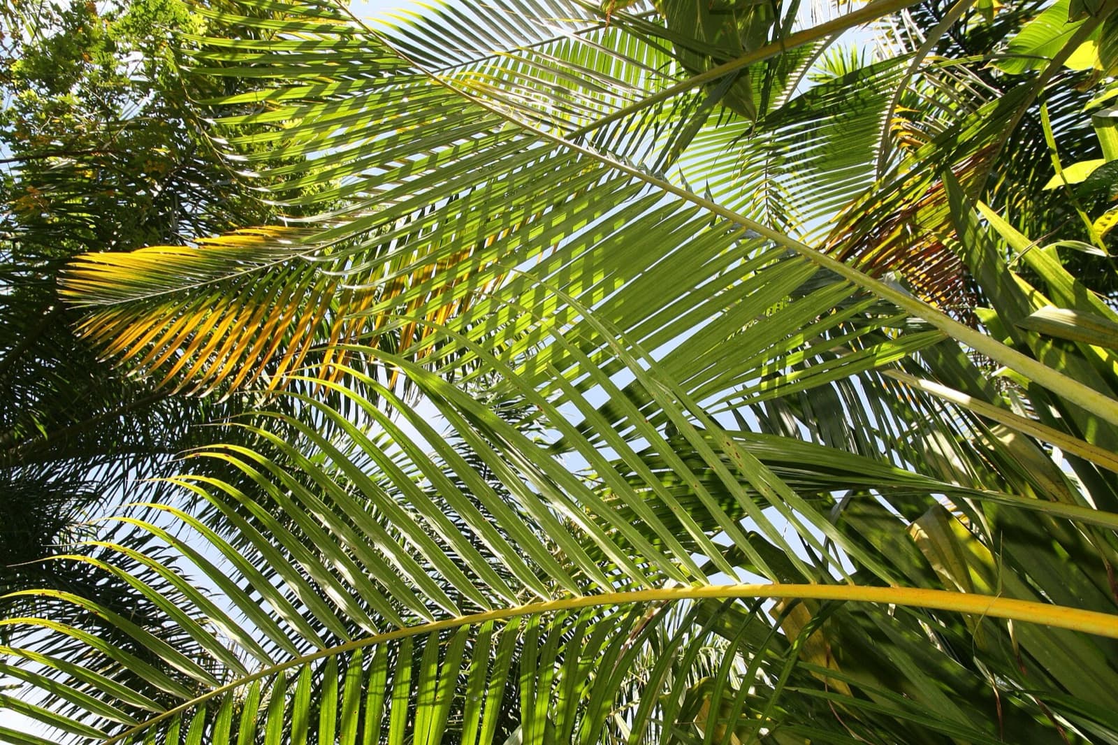 Clumping golden cane palm with yellow-gold stems and arching feathery fronds screening a Brisbane fence