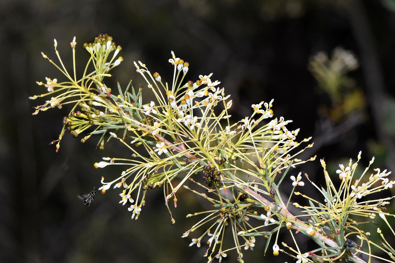 Red spider-flower and fine needle foliage of a grevillea in a Brisbane native garden
