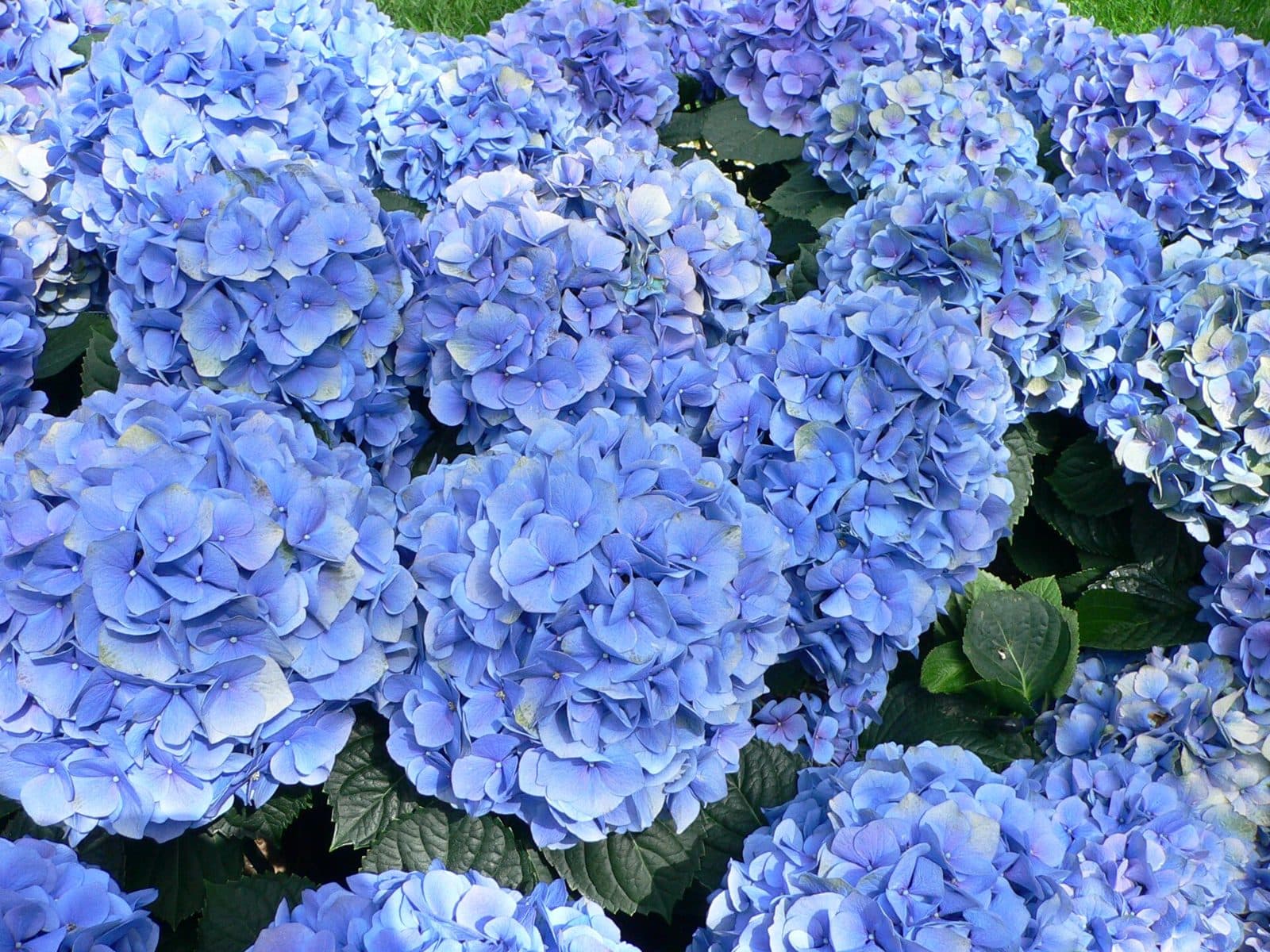 Large rounded blue and pink hydrangea flower heads above broad leaves in a shady Brisbane garden