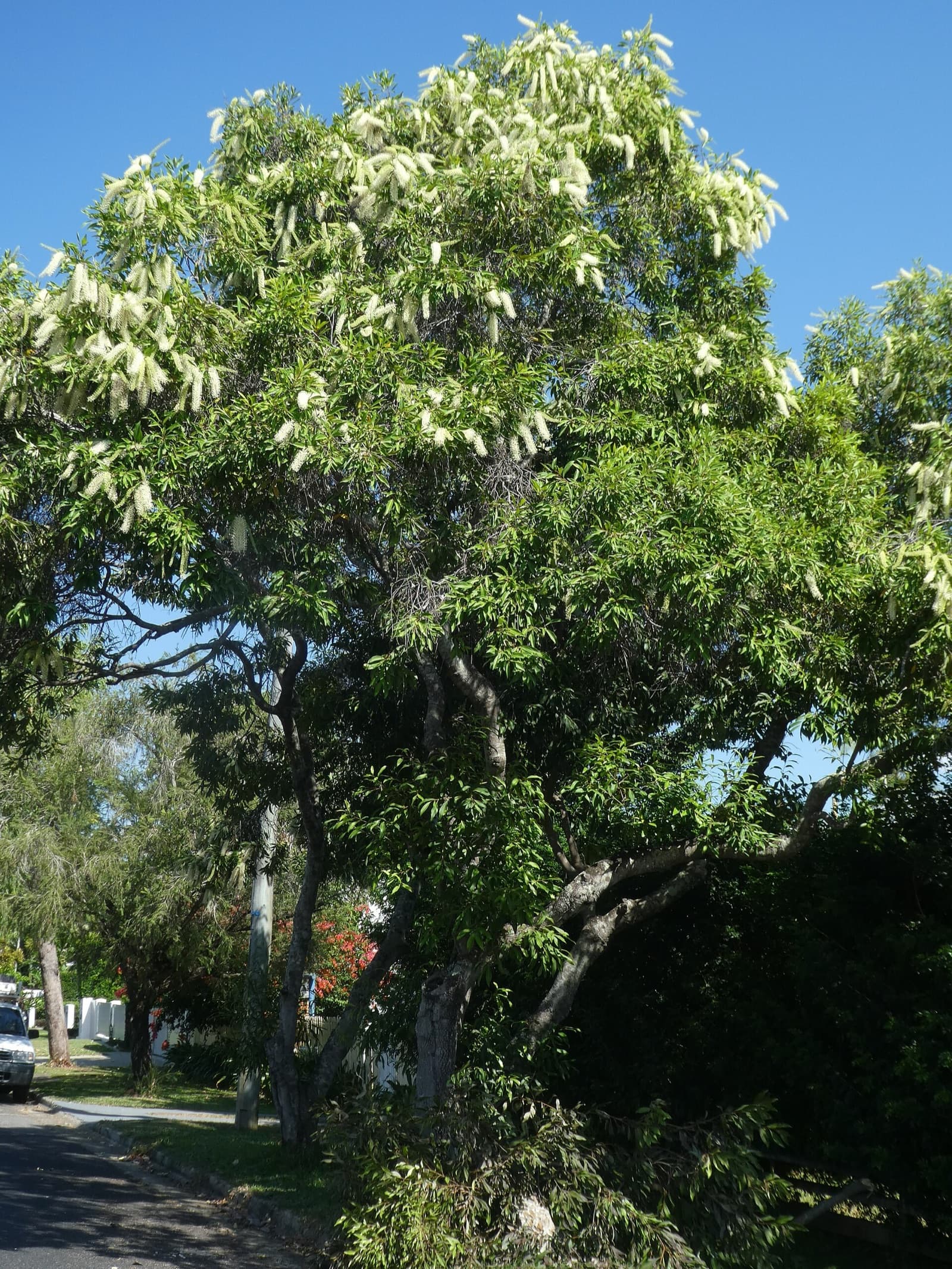 Long curling cream flower sprays hanging from an ivory curl tree above glossy leaves in a Brisbane garden