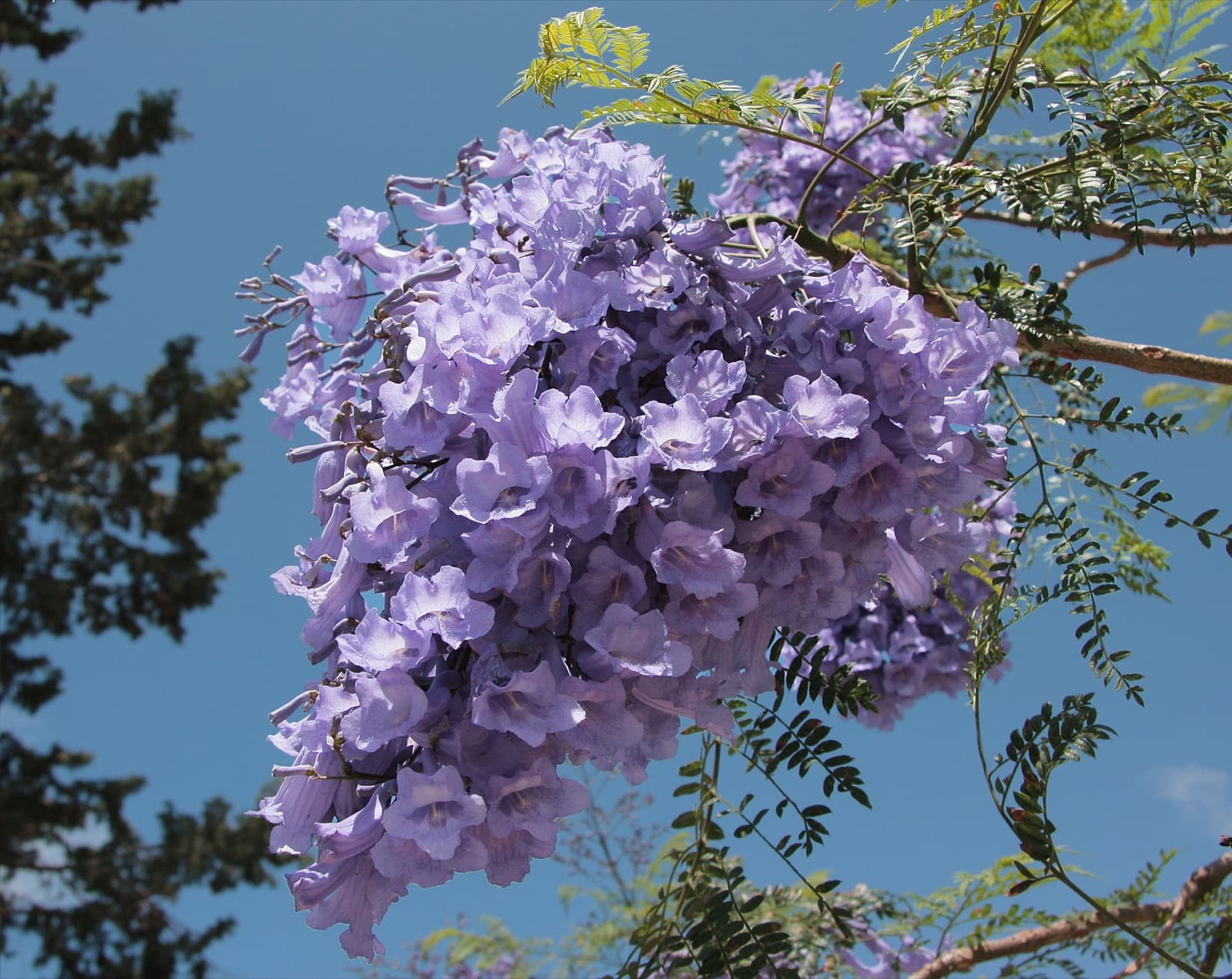 A jacaranda in full purple bloom over a Brisbane street in spring