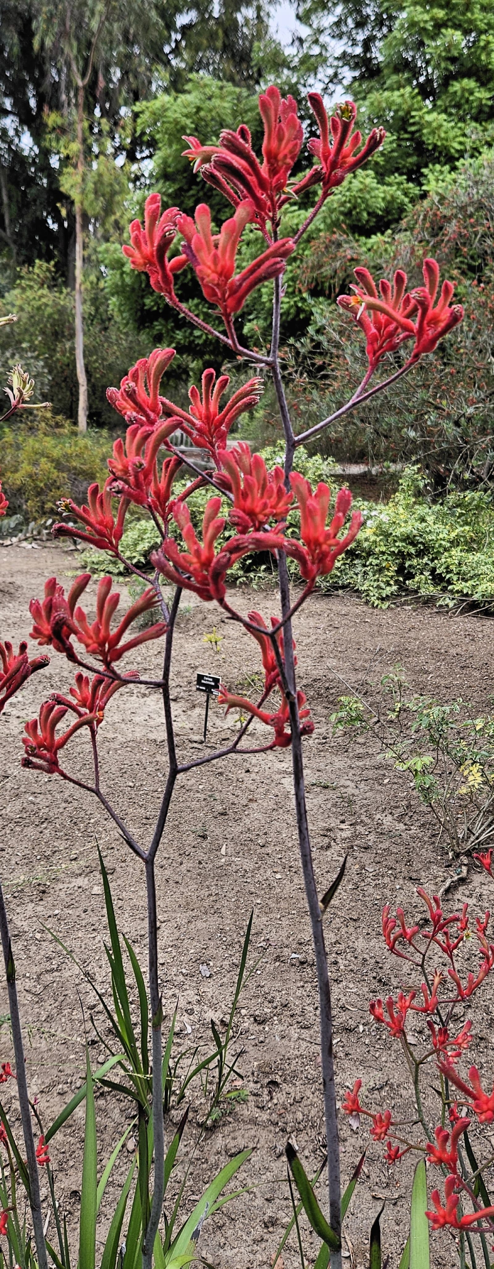 Furred claw-shaped kangaroo paw flowers on tall stems above strappy foliage in a Brisbane native garden