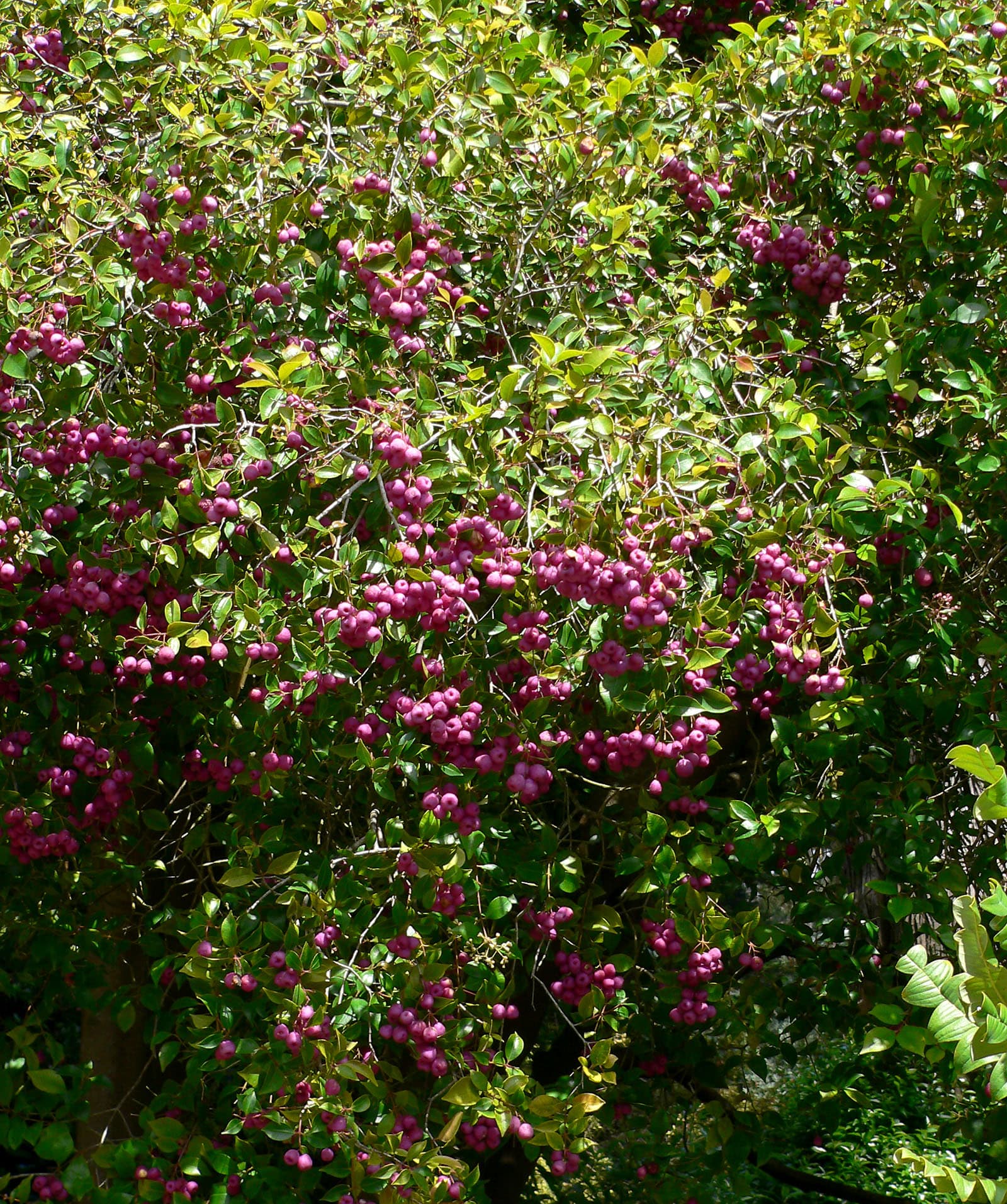 Dense lilly pilly screening hedge with glossy leaves and coppery new growth in a Brisbane garden