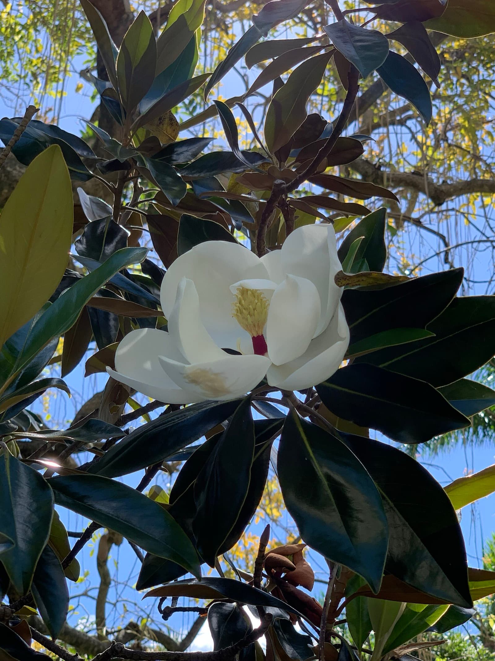 Large creamy white Little Gem magnolia flower against glossy bronze-backed leaves in a Brisbane garden