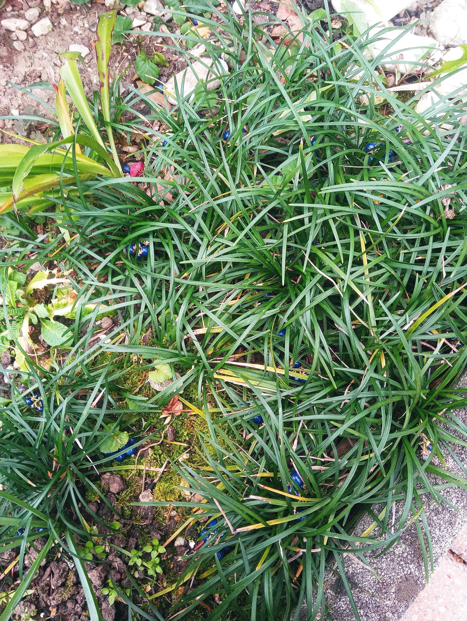 Fine dark-green mondo grass carpeting a shady spot as a soft grassy groundcover in a Brisbane garden