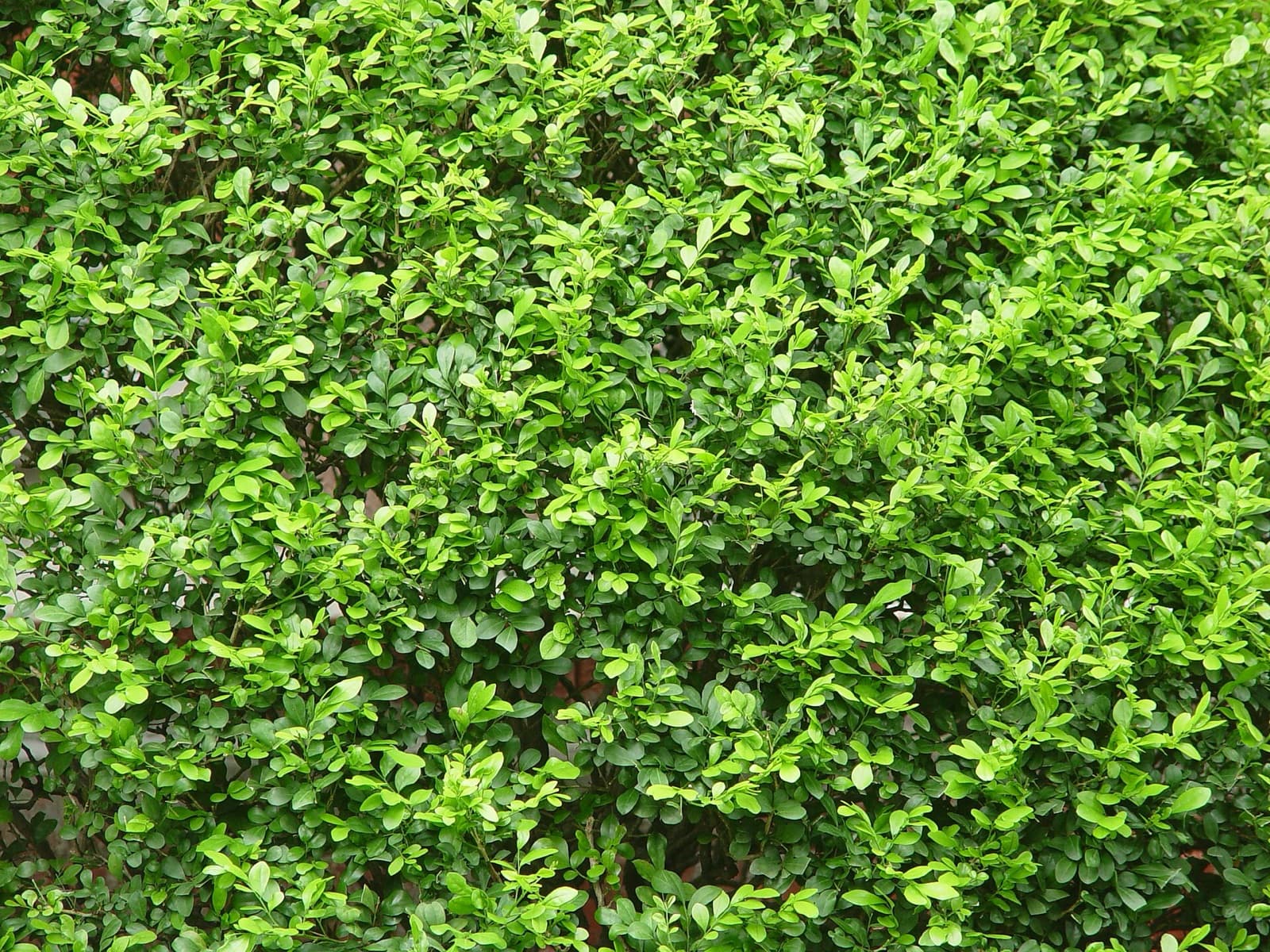 Glossy green murraya hedge flushed with scented white flowers in a Brisbane garden after summer rain