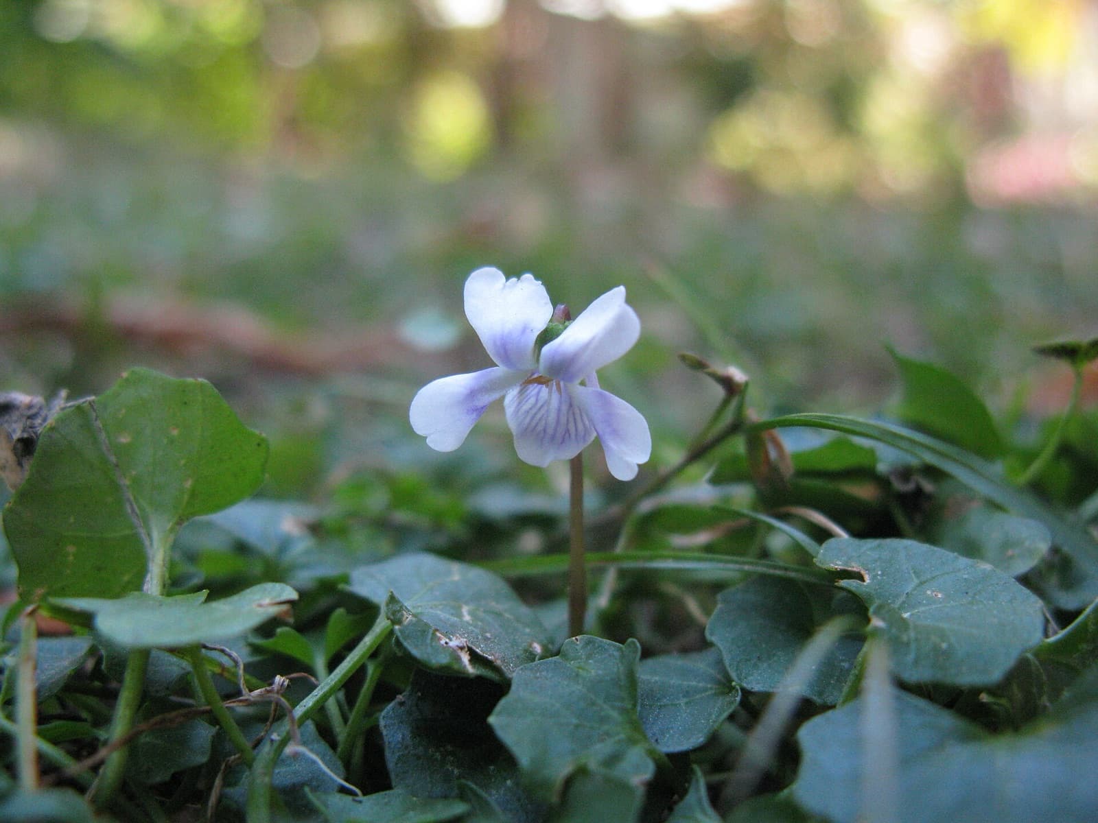 Small purple and white native violet flowers over a soft green groundcover in a shady Brisbane garden