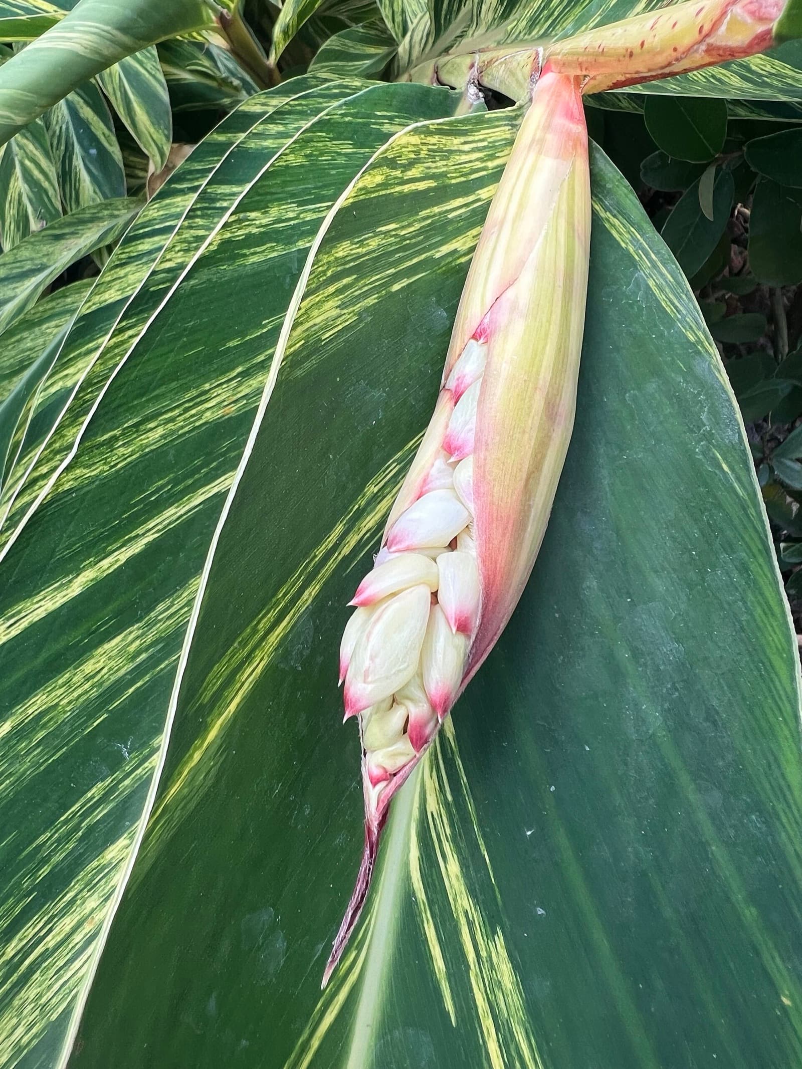 Broad-leafed ornamental ginger clump with a scented flower head filling the mid-storey of a Brisbane garden