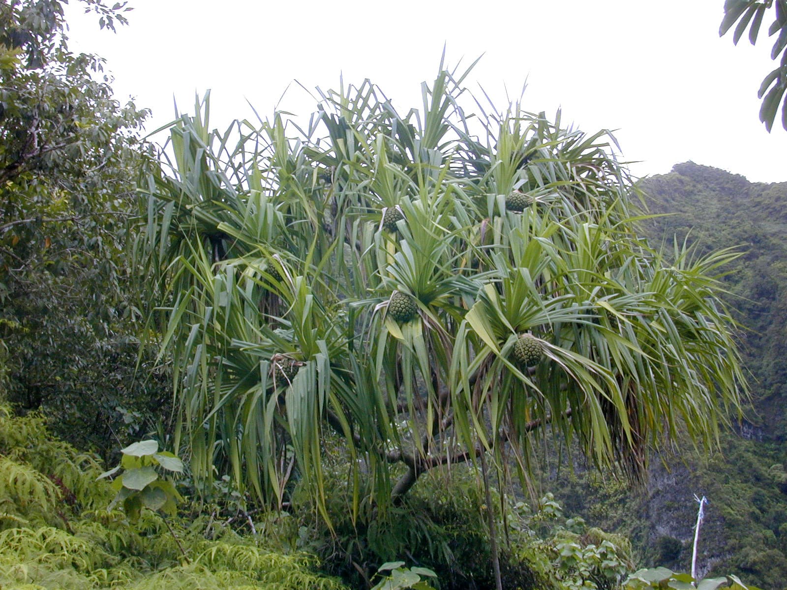 Pandanus screw pine with spiralling spiky foliage on exposed stilt roots in a coastal Brisbane garden