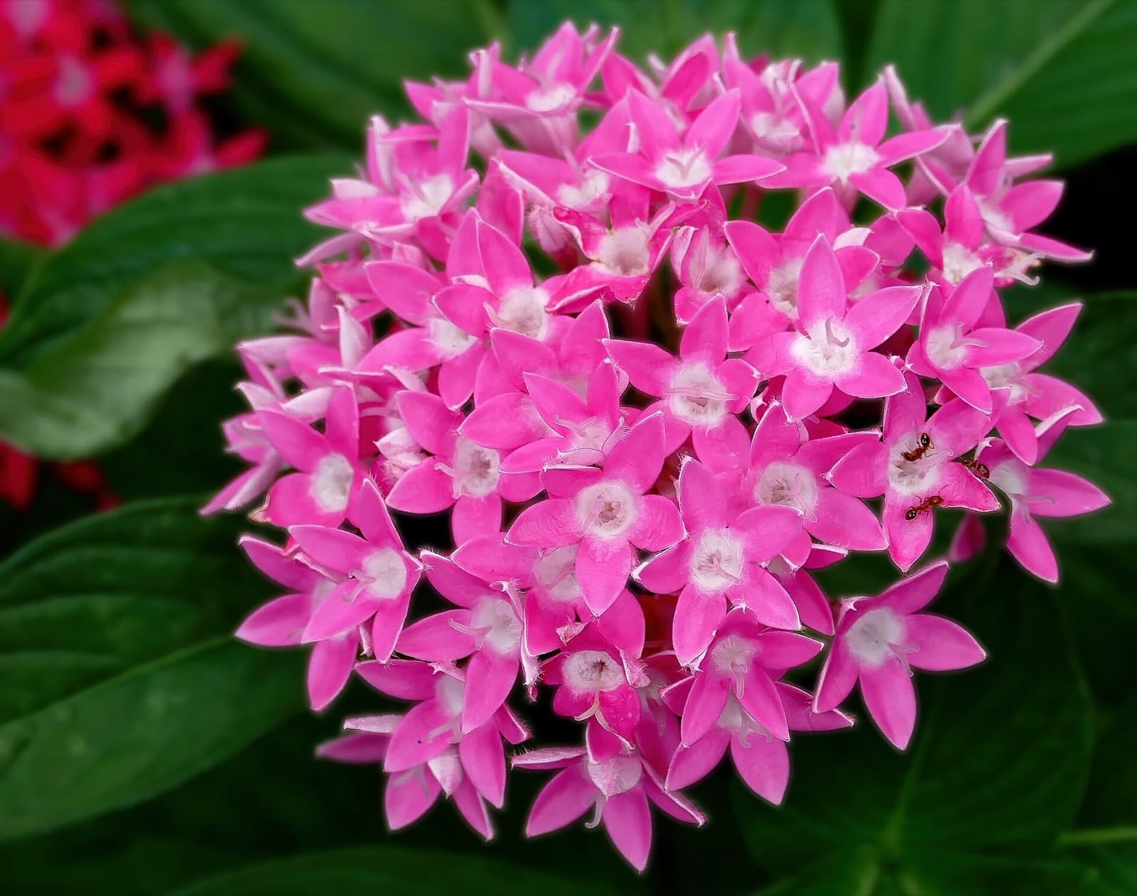 Domed clusters of tiny star-shaped pentas flowers drawing butterflies in a warm Brisbane garden