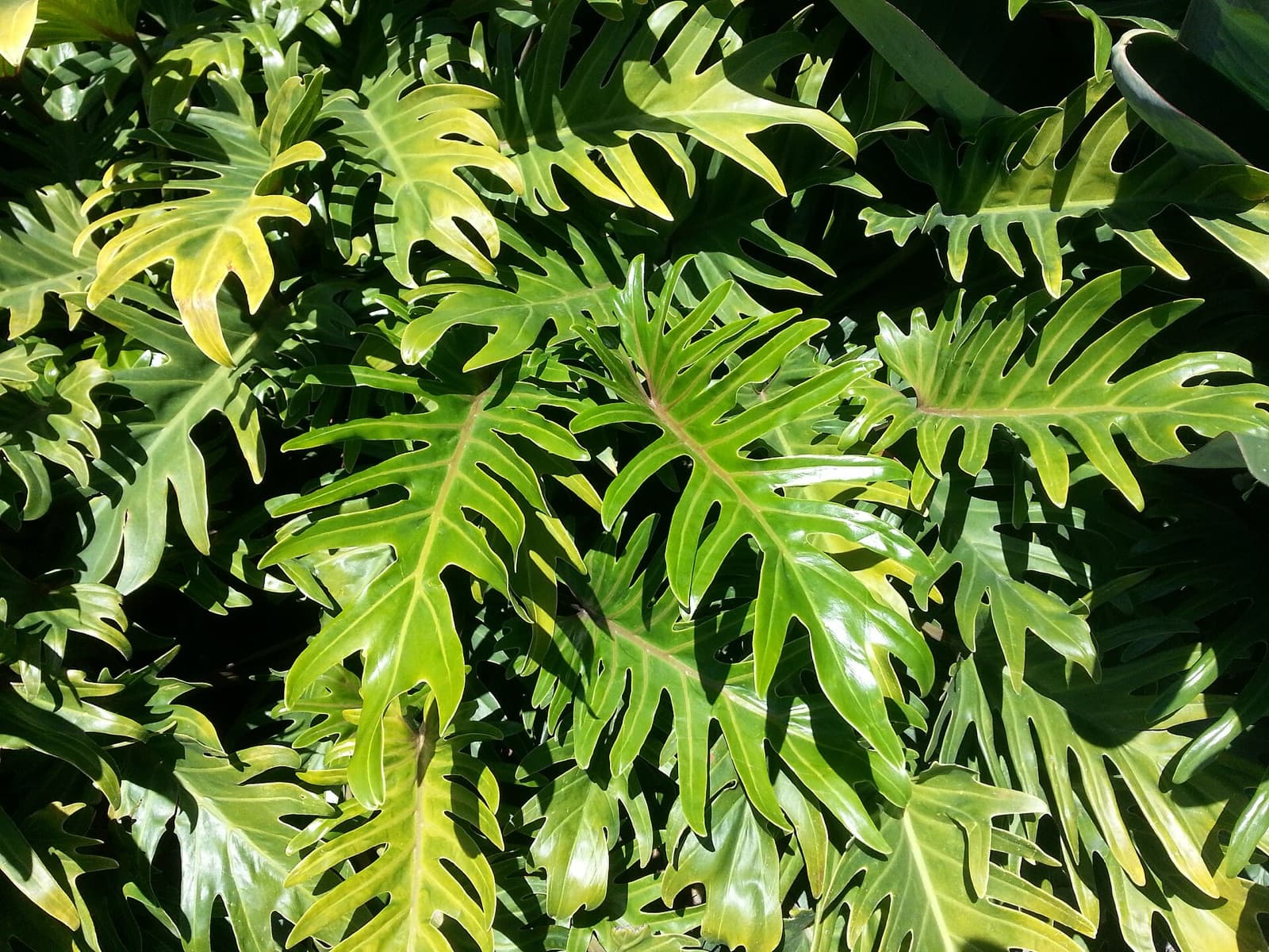 Bold glossy deeply lobed philodendron leaves filling a shaded bed in a lush Brisbane garden