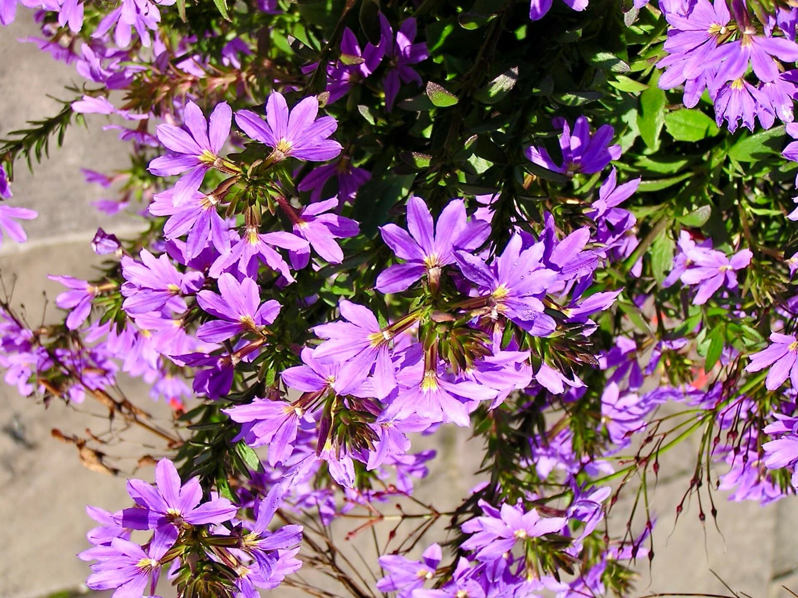 Fan-shaped mauve-blue scaevola flowers spilling over a wall on trailing foliage in a Brisbane garden