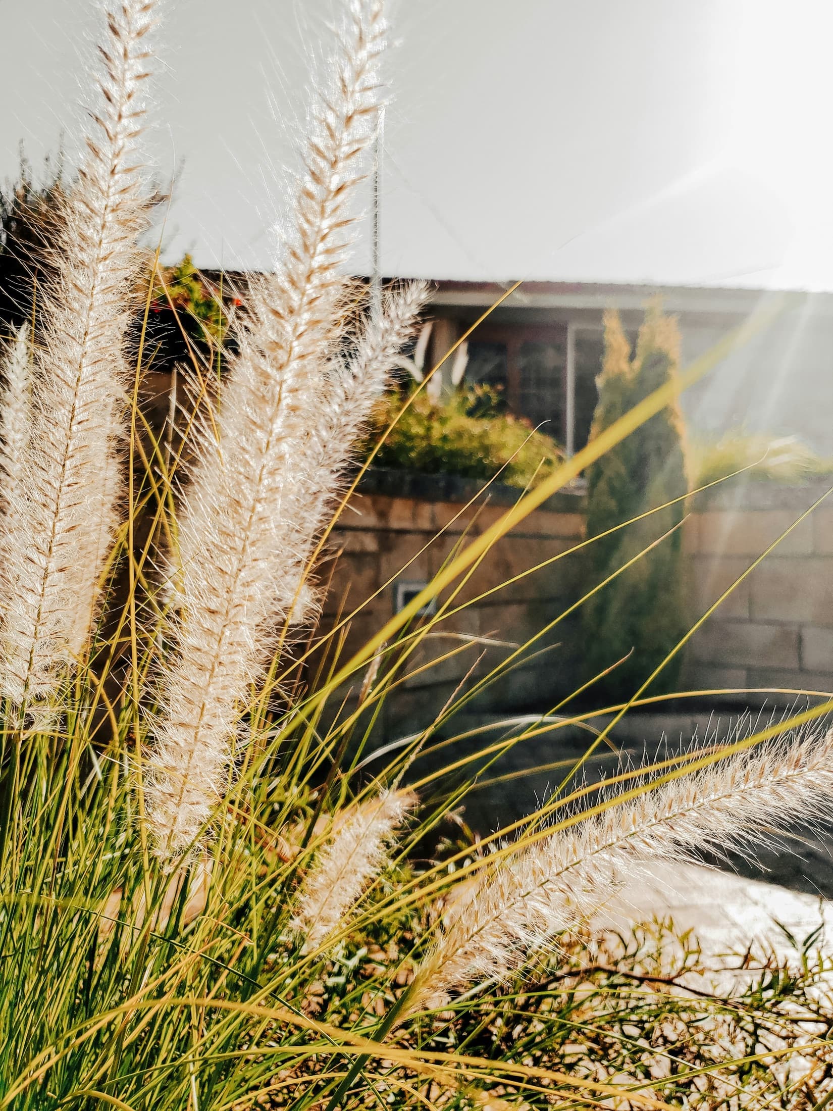 Fountain grasses backlit by golden afternoon light in a designed garden